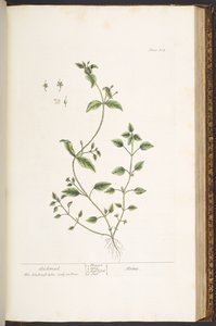 Tafel 164, aus 