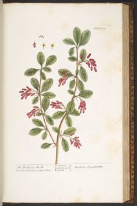 Tafel 165, Der Berberitzenstrauch, aus 