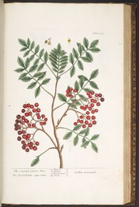 Tafel 173, aus 