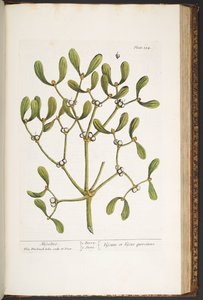 Tafel 184, Mistel, aus 