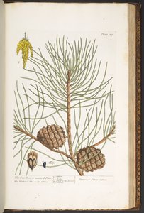 Tafel 189, aus 