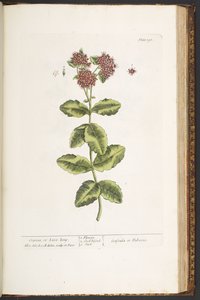 Tafel 191, Fetthenne oder Immergrün, aus 