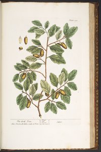 Tafel 193, aus 