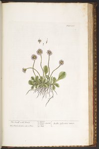 Tafel 200, Kleine Wilde Gänseblümchen, aus 