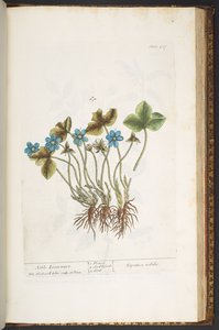 Tafel 207, aus 