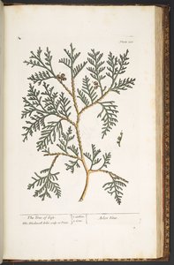 Tafel 210, aus 