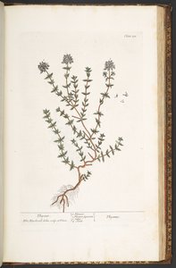 Tafel 211, Thymian, aus 