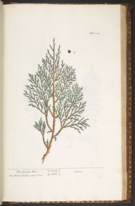 Tafel 214, aus 
