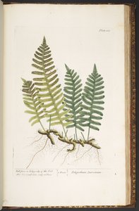 Tafel 215, Mauerfarn oder Eichenpolypody, aus 