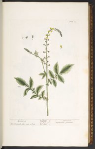 Tafel 21, Odermennig, aus 
