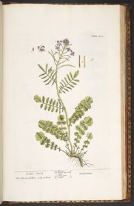 Tafel 223, aus 