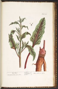 Tafel 235, aus 