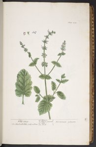 Tafel 258, aus 