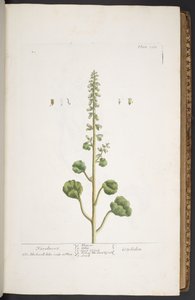 Tafel 263, aus 