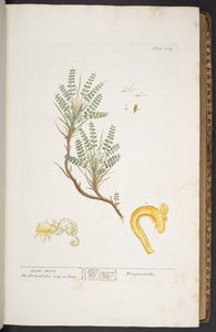Tafel 264, aus 