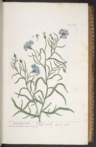 Tafel 270, Kleine Kornblume, aus 