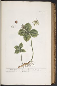 Tafel 286, aus 
