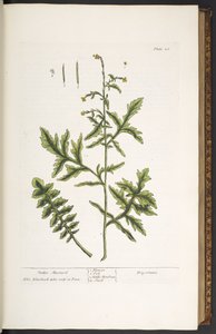Tafel 28, Zaun-Senf, aus 