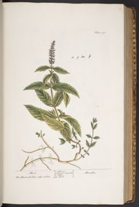 Tafel 290, aus 