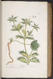 Tafel 297, Eryngo, aus 