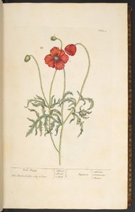 Tafel 2, Roter Mohn, aus 