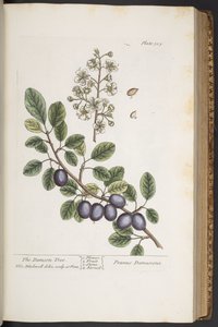 Tafel 305, aus 