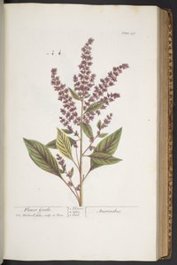 Tafel 317, Flower Gentle, oder Amaranthus, aus 