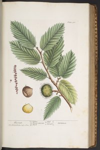 Tafel 330, aus 