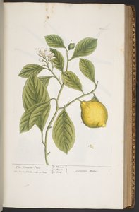 Tafel 362, aus 