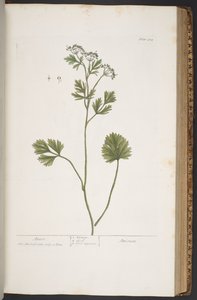 Tafel 374, aus 