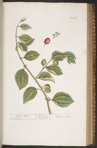 Tafel 388, aus 