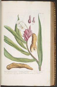 Tafel 394, aus 