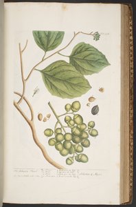 Tafel 398, aus 