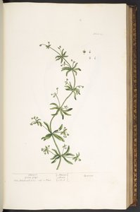 Tafel 39, Klettenlabkraut, aus 
