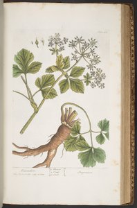 Tafel 408, Alexanders, aus 
