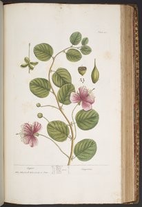 Tafel 417, aus 