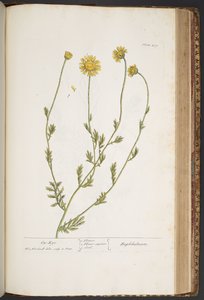 Tafel 439, aus 