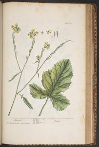 Tafel 446, aus 