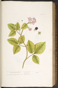 Tafel 45, Brombeerstrauch, aus 