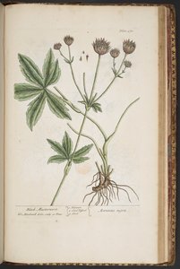 Tafel 470, aus 