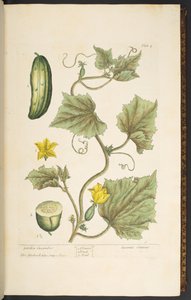 Tafel 4, Garten Gurke, aus 