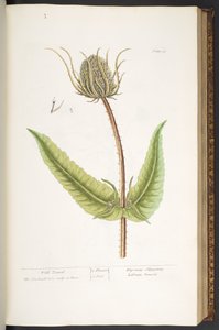 Tafel 50, Wild Teasel, aus 