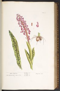 Tafel 53, Männliches Satyrion, aus 