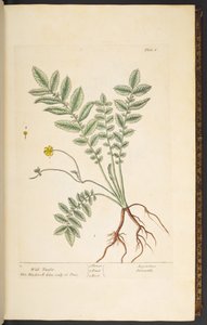 Tafel 6, Wilde Schafgarbe, aus 