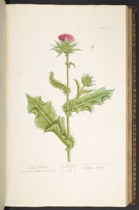 Tafel 79, Mariendistel, aus 