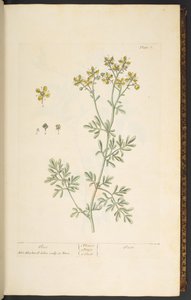 Tafel 7, Raute, aus 