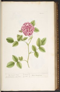 Tafel 82, Damaszener Rose, aus 