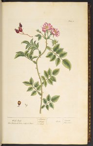 Tafel 8, Wildrose, aus 