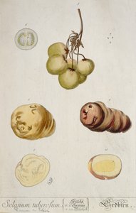 Kartoffelknollen, Tafel aus 