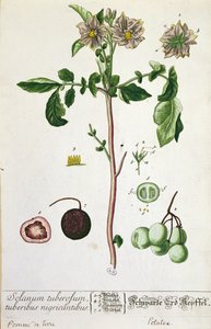 Kartoffelpflanze und Frucht, Tafel aus 